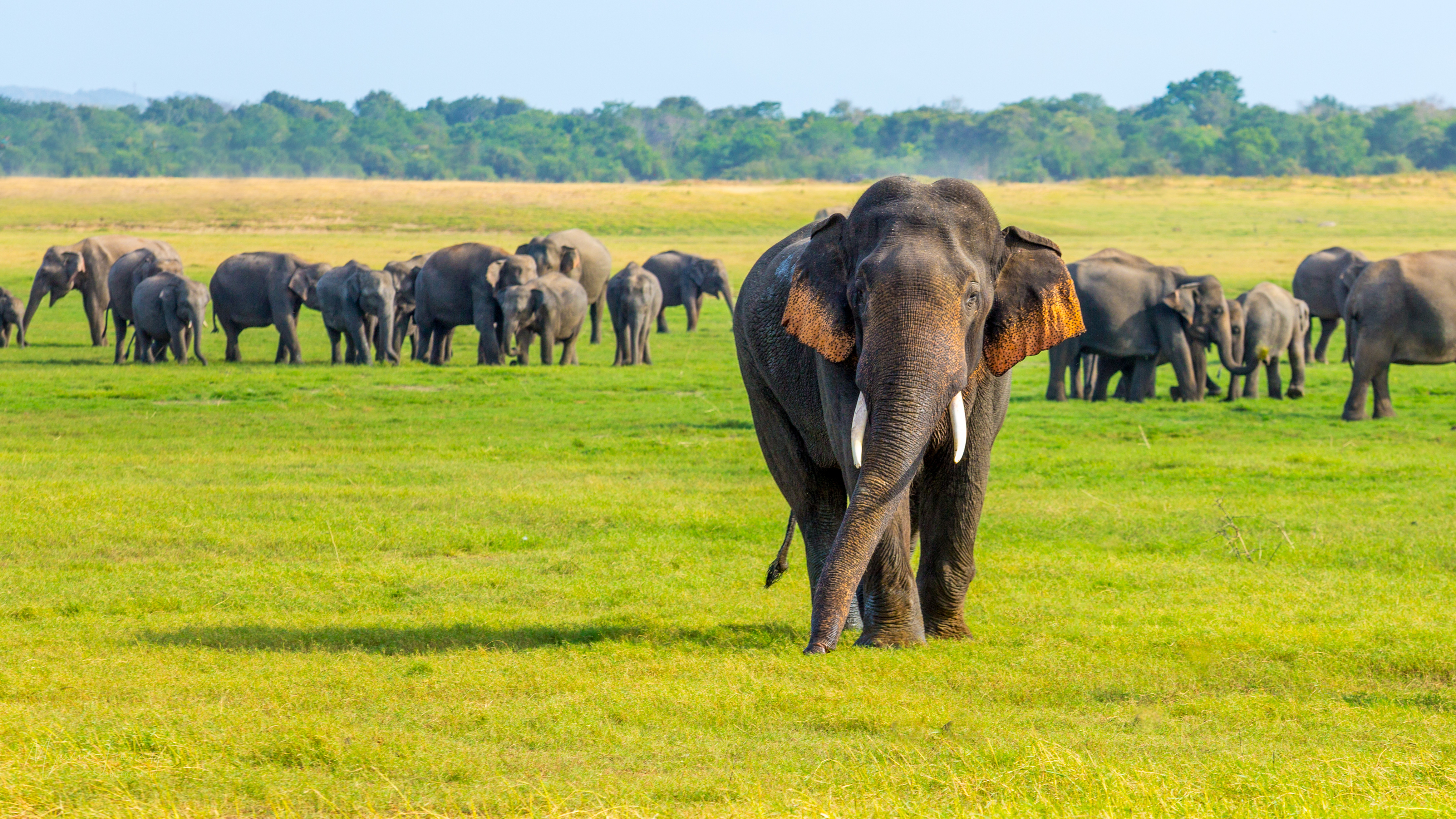 Elephant