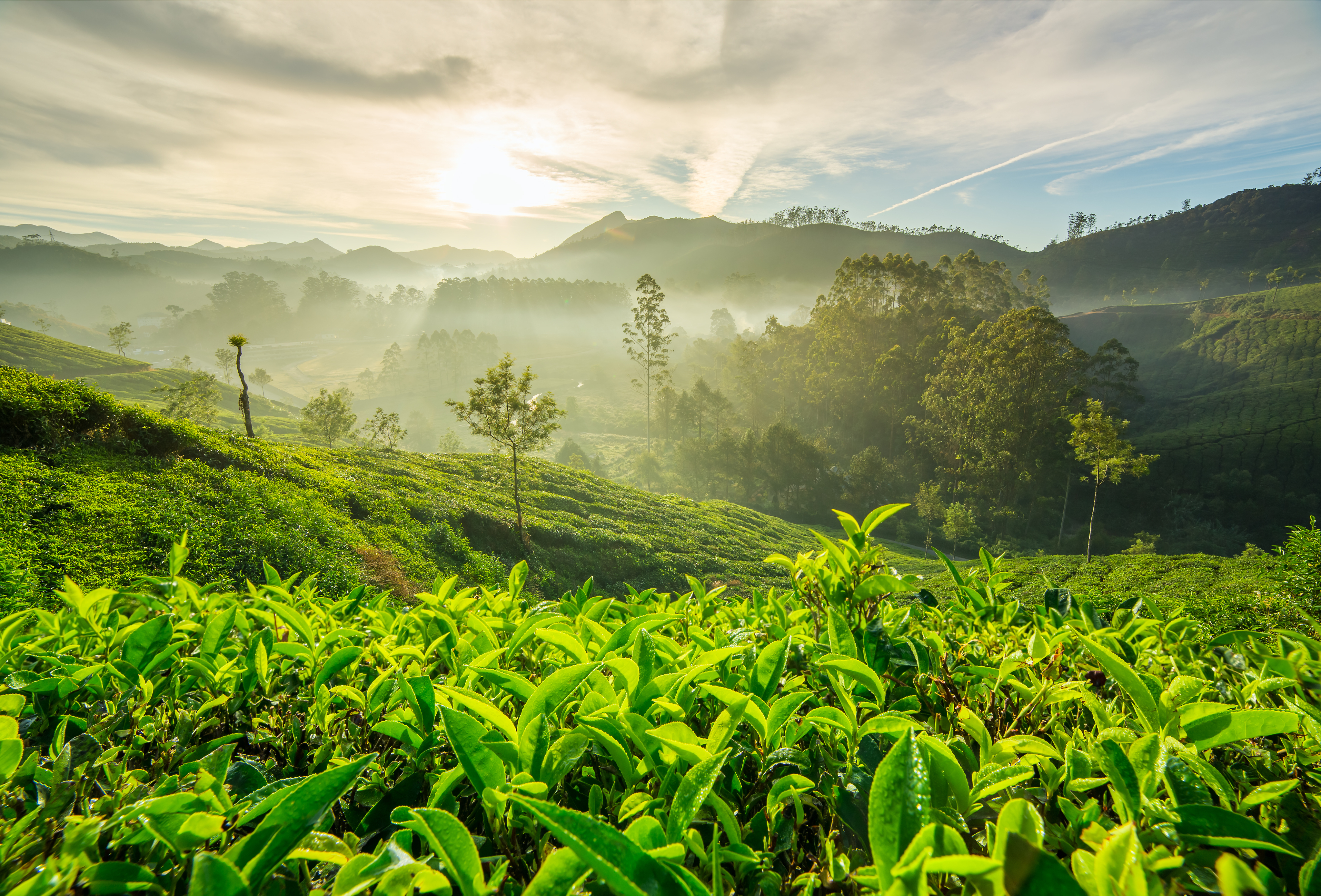 Tea Estate